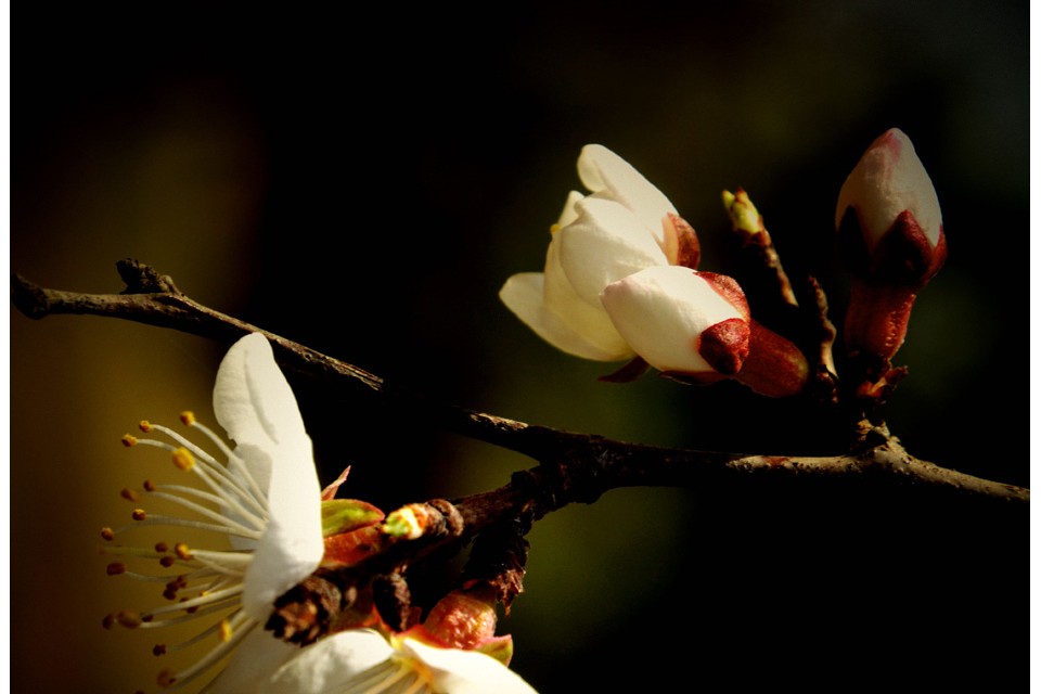 花兒開(kāi)了——詩(shī)畫(huà)攝影