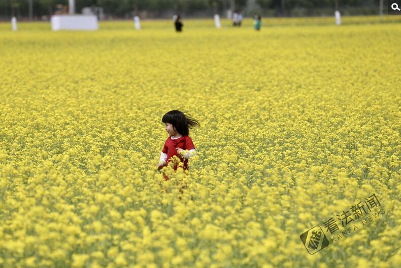 出游新選擇！順義油菜花海美如畫
