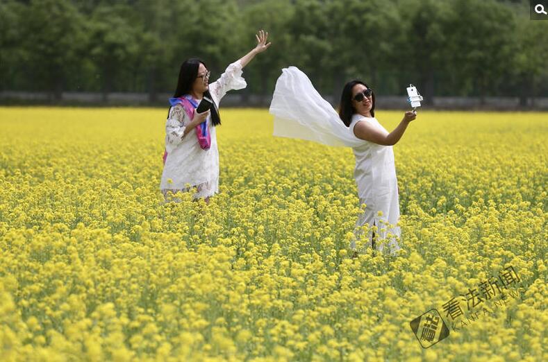 出游新選擇！順義油菜花海美如畫