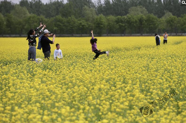 出游新選擇！順義油菜花海美如畫