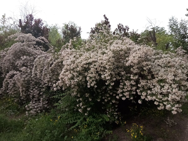 初夏時光——猬實(shí)花開照眼明