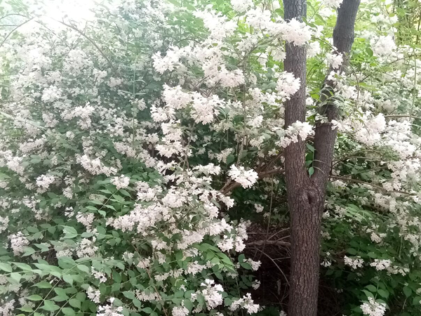 初夏時光——猬實(shí)花開照眼明
