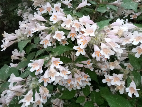 初夏時光——猬實(shí)花開照眼明