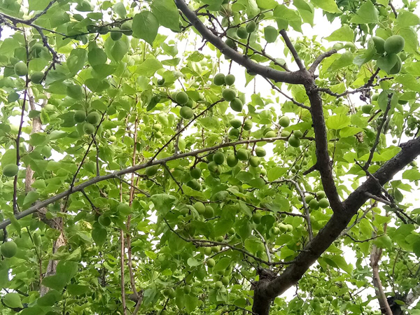 初夏時光——猬實(shí)花開照眼明