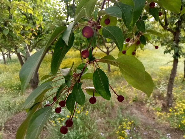 初夏時光——猬實(shí)花開照眼明
