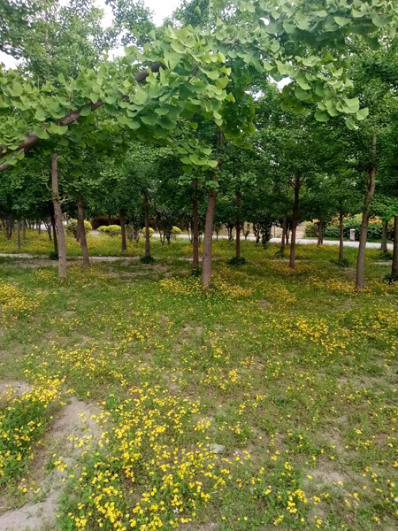 初夏時光——猬實(shí)花開照眼明