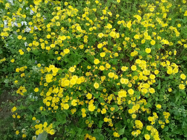 初夏時光——猬實(shí)花開照眼明