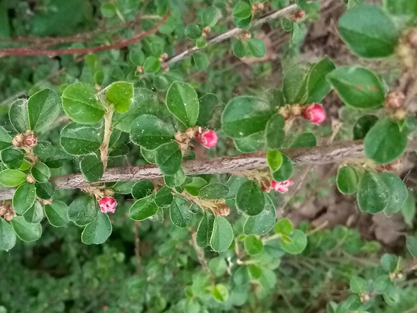 初夏時光——猬實(shí)花開照眼明
