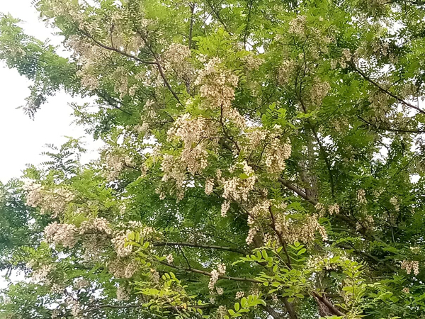 初夏時光——猬實(shí)花開照眼明