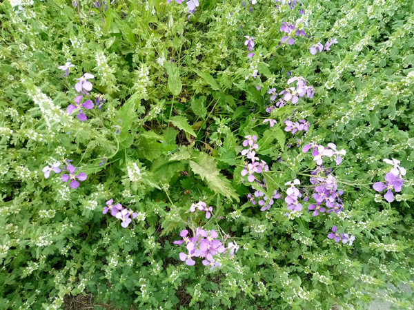 初夏時光——猬實(shí)花開照眼明
