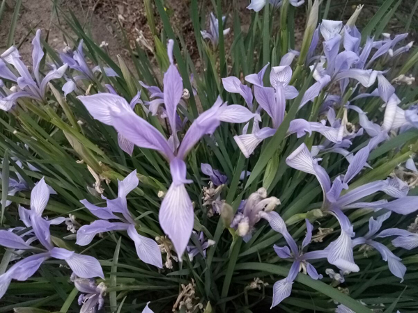 初夏時光——猬實(shí)花開照眼明