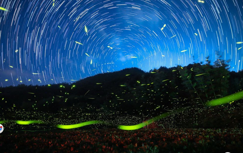 多地進(jìn)入螢火蟲觀賞季 螢光與星空共舞