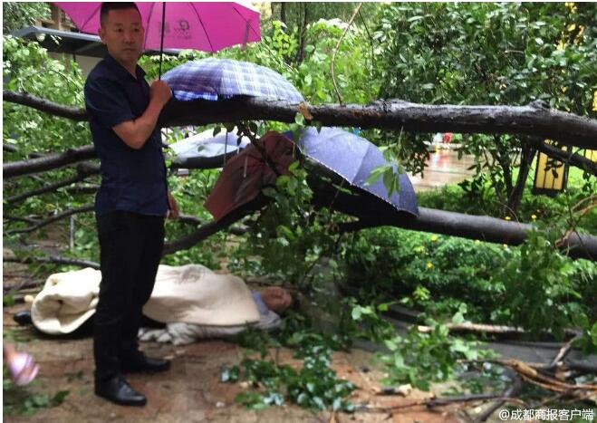 成都大風(fēng)暴雨 男子被大樹砸成顱內(nèi)出血