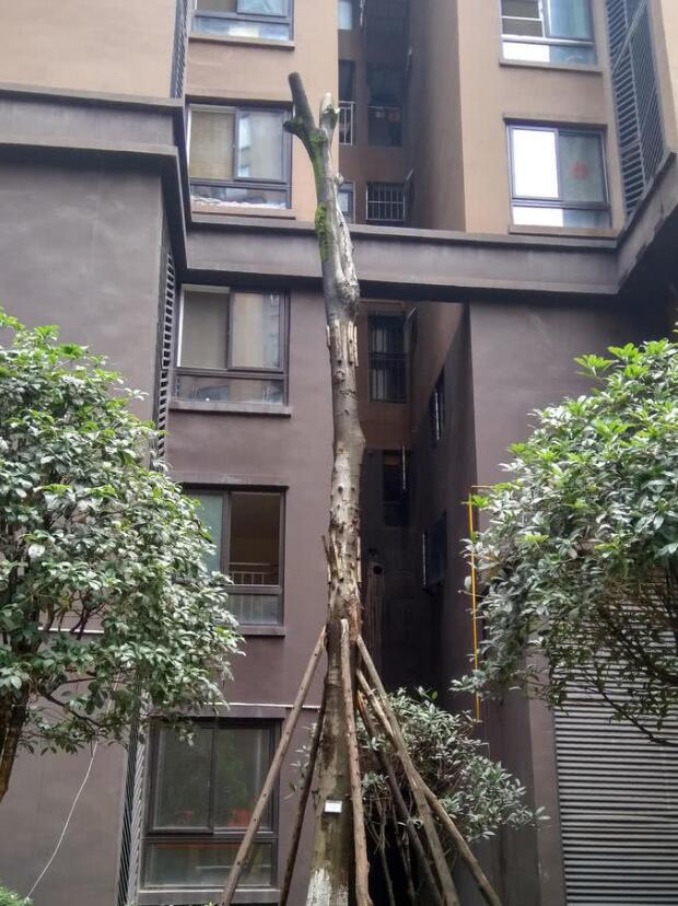 成都大風(fēng)暴雨 男子被大樹砸成顱內(nèi)出血