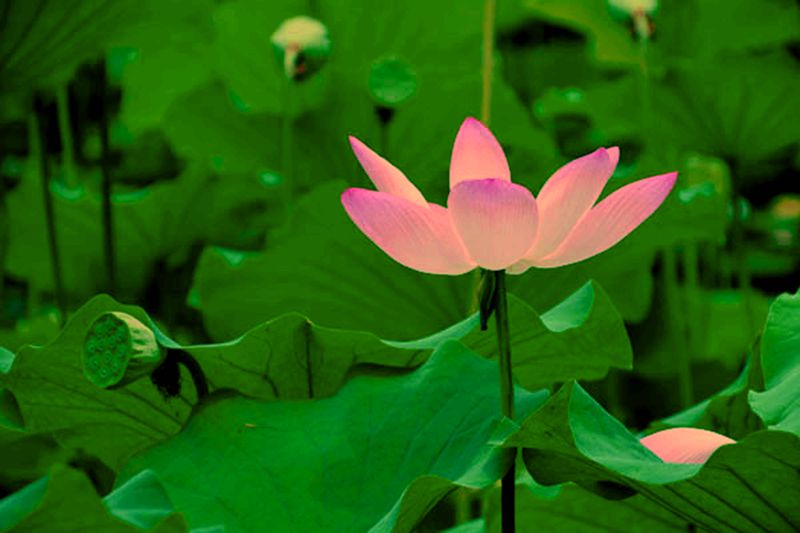 靳紫夢學(xué)拍——蓮花池公園的荷