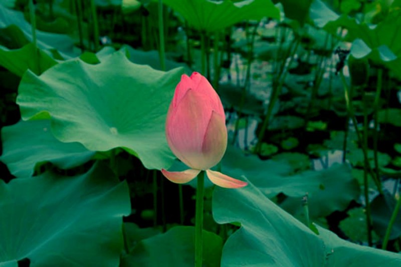 靳紫夢學(xué)拍——蓮花池公園的荷