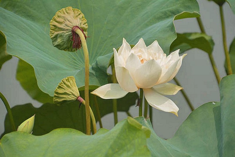 靳紫夢學(xué)拍——蓮花池公園的荷