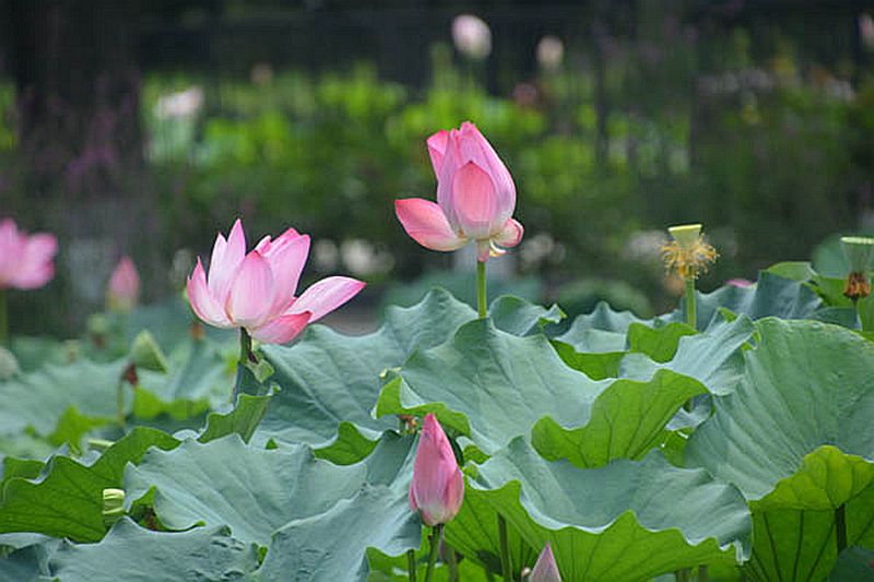 靳紫夢學(xué)拍——蓮花池公園的荷