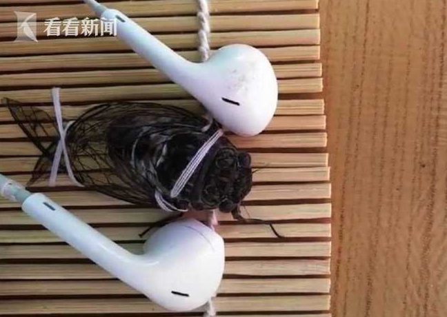 蟬鳴不斷擾清夢 女子突發(fā)奇想給蟬帶上了耳機(jī)