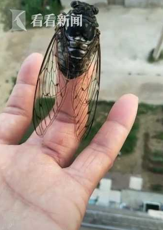 蟬鳴不斷擾清夢 女子突發(fā)奇想給蟬帶上了耳機(jī)