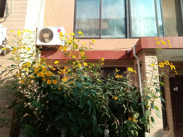 李月手機(jī)拍圖——不覺秋深
