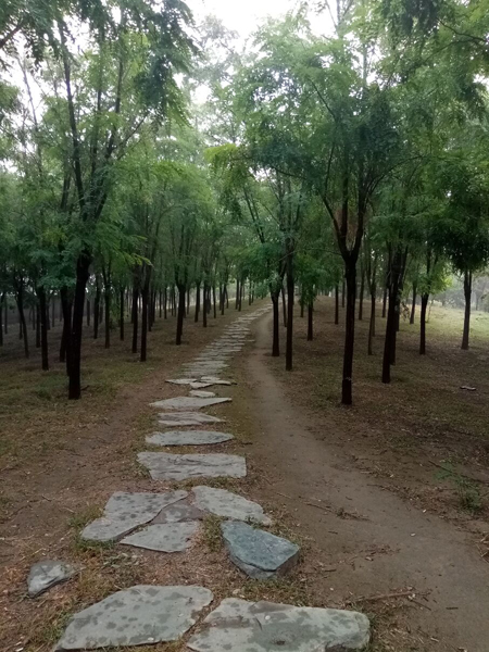 李月手機(jī)拍圖——不覺秋深