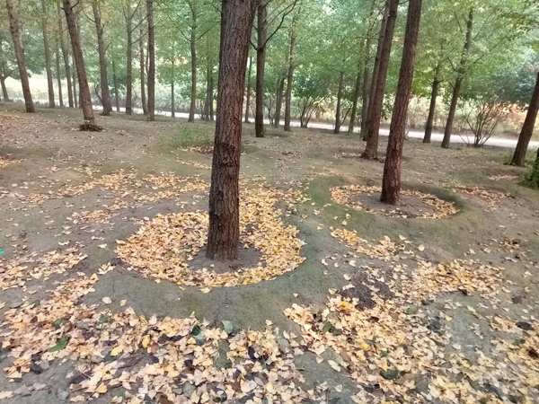 李月手機(jī)拍圖——不覺秋深