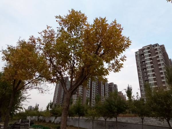 李月手機(jī)拍圖——不覺秋深