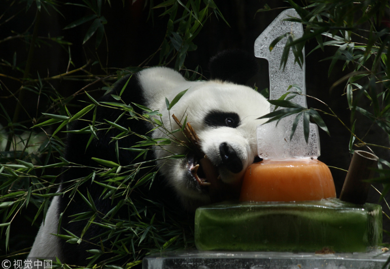 中國大熊貓落戶印尼滿一年 動物園準備“蛋糕”慶祝