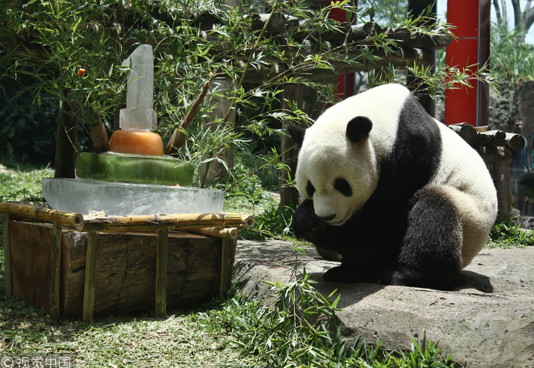 中國大熊貓落戶印尼滿一年 動物園準備“蛋糕”慶祝
