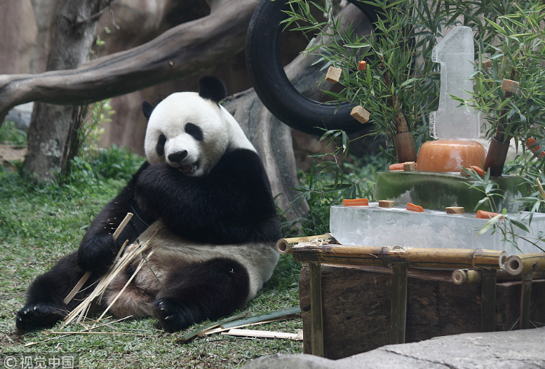 中國大熊貓落戶印尼滿一年 動物園準備“蛋糕”慶祝