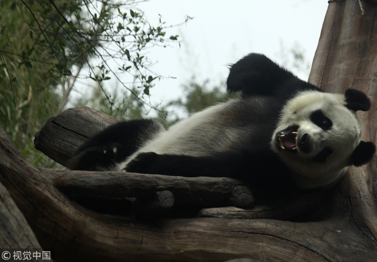 中國大熊貓落戶印尼滿一年 動物園準備“蛋糕”慶祝