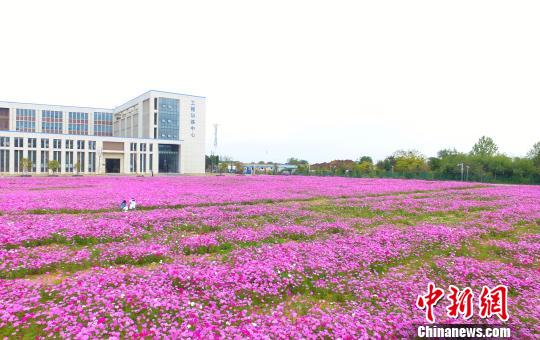 壯觀、粉色浪漫花海 