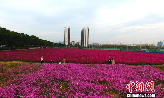 江西一高校現(xiàn)粉色浪漫花海場面壯觀