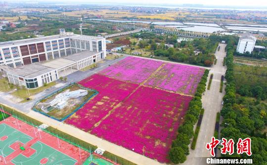 壯觀、粉色浪漫花海 