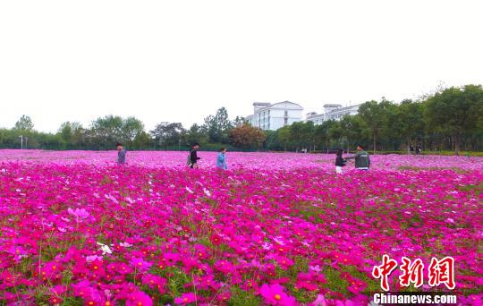 壯觀、粉色浪漫花海 