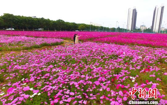 壯觀、粉色浪漫花海 