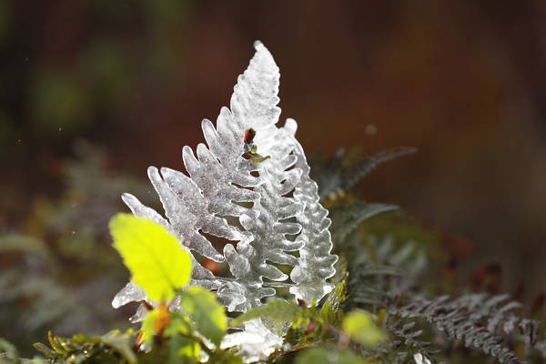 “冰雪奇緣”