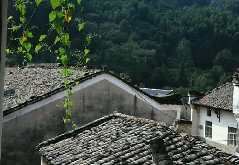 　灌溉夢想 開出奇跡