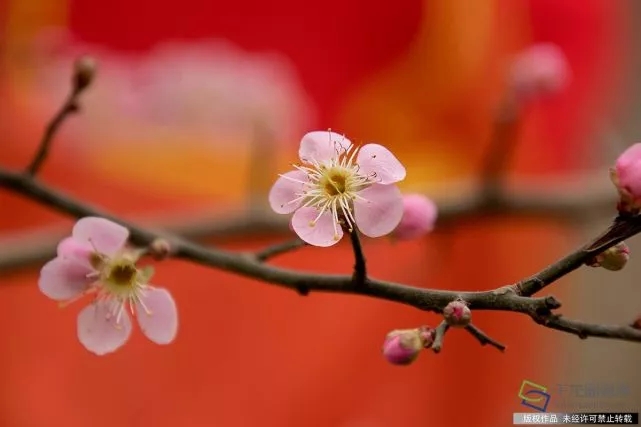 春天來了！京城六大賞梅地芬芳你的初春