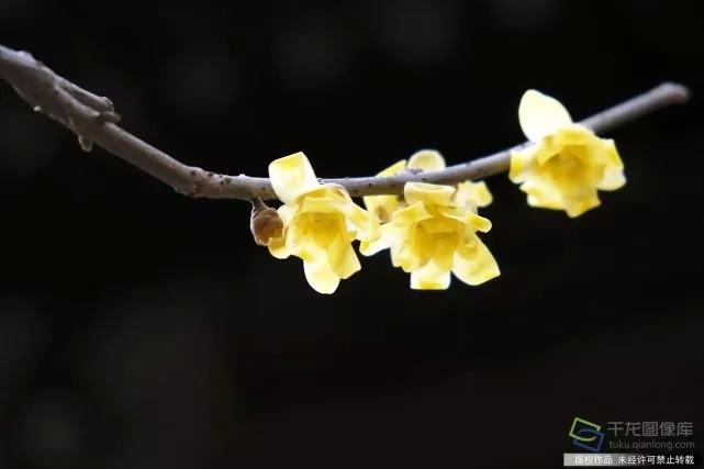 春天來了！京城六大賞梅地芬芳你的初春