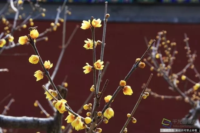 春天來了！京城六大賞梅地芬芳你的初春