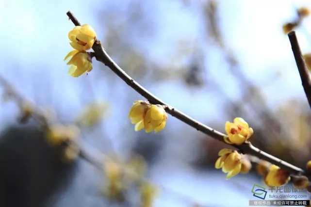 春天來了！京城六大賞梅地芬芳你的初春