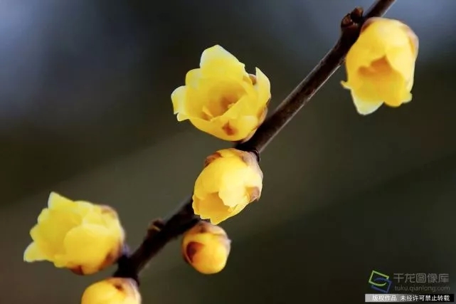 春天來了！京城六大賞梅地芬芳你的初春