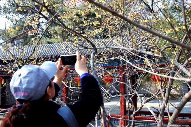 春天來了！京城六大賞梅地芬芳你的初春