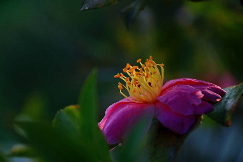 　春暖花開時(shí)