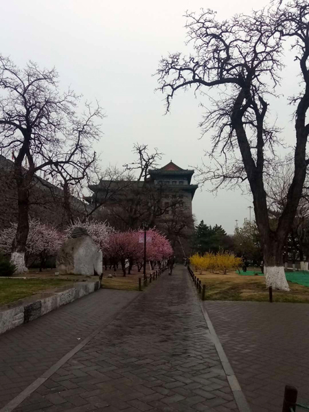 墻頭柳色千般翠 雨里梅花分外嬌——明城墻遺址公園