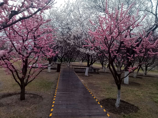 墻頭柳色千般翠 雨里梅花分外嬌——明城墻遺址公園