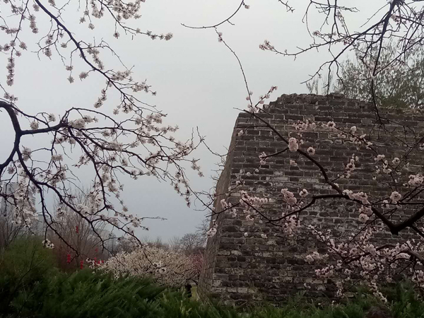 墻頭柳色千般翠 雨里梅花分外嬌——明城墻遺址公園
