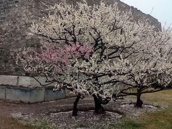墻頭柳色千般翠 雨里梅花分外嬌——明城墻遺址公園